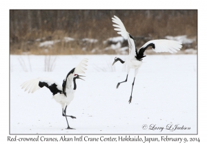 Red-crowned Cranes