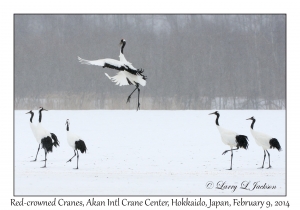 Red-crowned Cranes