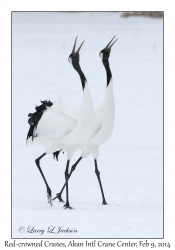 Red-crowned Cranes