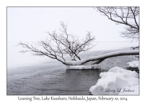 Leaning Tree