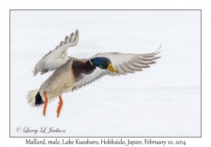 Mallard, male