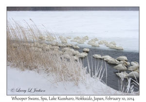 Whooper Swans