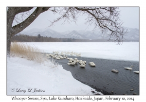 Whooper Swans