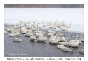 Whooper Swans