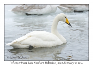 Whooper Swan