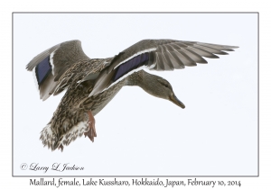 Mallard, female