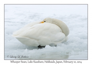 Whooper Swan