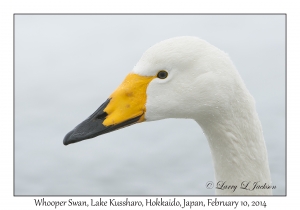 Whooper Swan