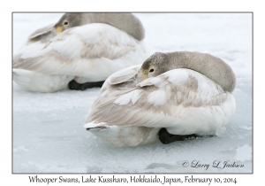 Whooper Swans