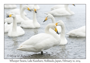 Whooper Swans