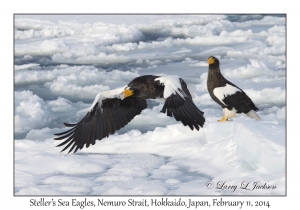 Steller's Sea Eagles