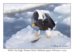 Steller's Sea Eagle