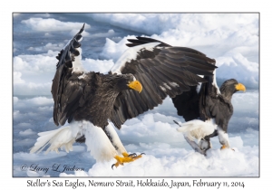 Steller's Sea Eagles