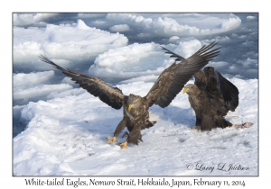 White-tailed Eagles