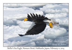 Steller's Sea Eagle