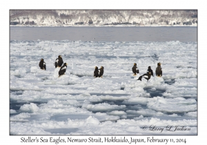 Steller's Sea Eagles