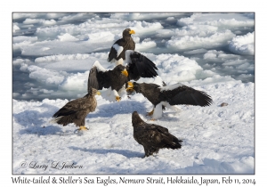 Steller's Sea Eagles & White-tailed Eagles