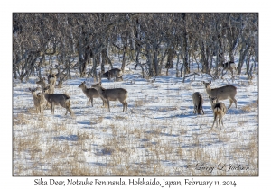 Sika Deer