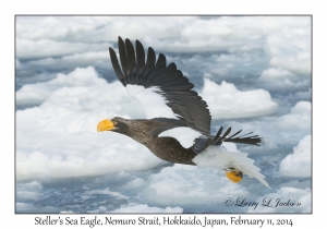 Steller's Sea Eagle