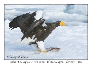 Steller's Sea Eagle