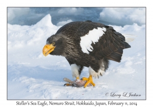 Steller's Sea Eagle