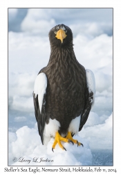 Steller's Sea Eagle