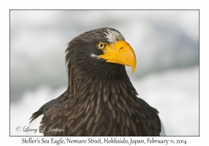 Steller's Sea Eagle