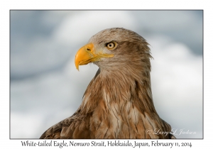 White-tailed Eagle