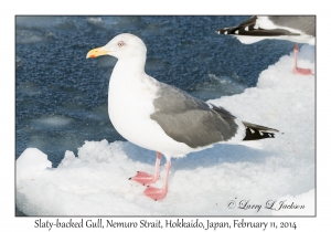 Slaty-backed Gull