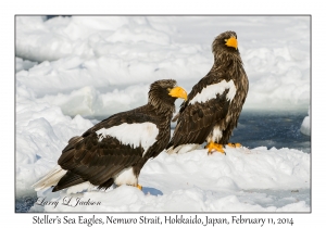 Steller's Sea Eagles