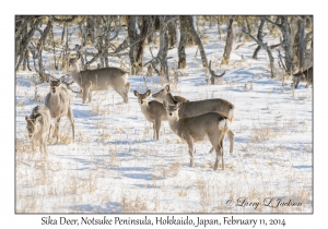 Sika Deer