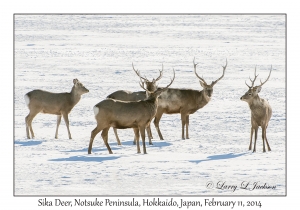 Sika Deer