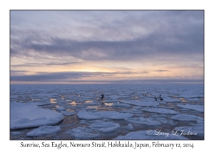 Steller's Sea Eagles & White-tailed Eagles