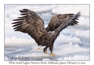 White-tailed Eagles