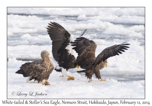 White-tailed Eagles & Steller's Sea Eagle