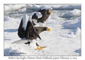 Steller's Sea Eagles