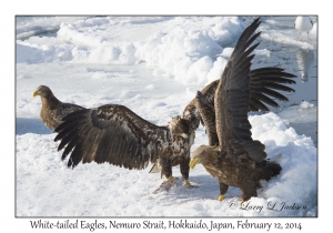 White-tailed Eagles