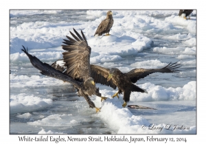 White-tailed Eagles