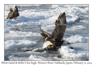 White-tailed Eagle & Steller's Sea Eagle