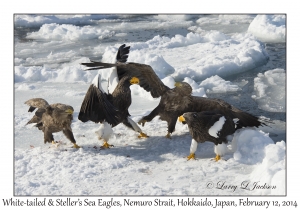 White-tailed Eagles & Steller's Sea Eagles