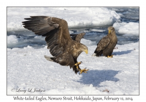 White-tailed Eagles