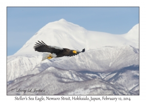 Steller's Sea Eagle