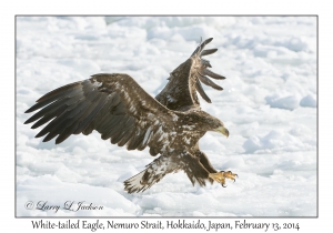 White-tailed Eagle