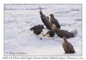 Steller's Sea Eagle & White-tailed Eagles