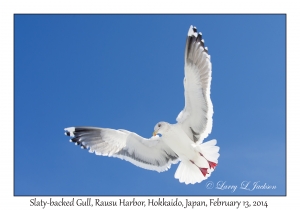 Slaty-backed Gull