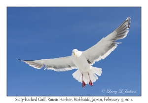 Slaty-backed Gull