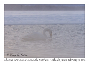 Whooper Swan