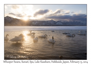 Whooper Swans