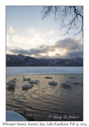 Whooper Swans