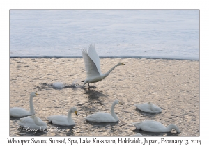 Whooper Swans